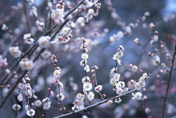 梅花的花语是什么?梅花的寓意和象征 梅花的花语是什么?梅花的寓意和象征