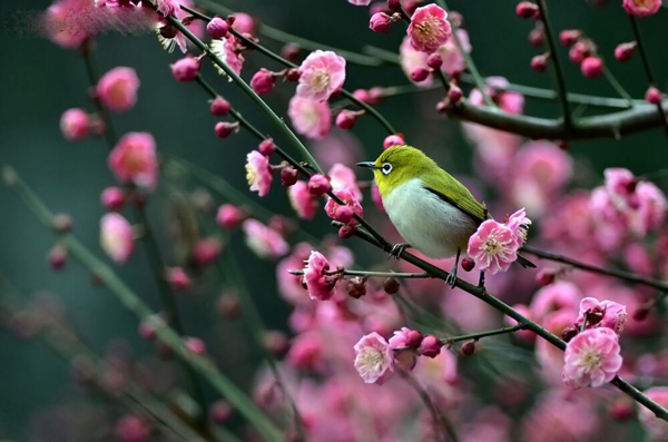 梅花的花语是什么?梅花的寓意和象征 梅花的花语是什么?梅花的寓意和象征