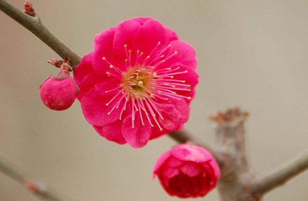 梅花的花语是什么?梅花的寓意和象征 梅花的花语是什么?梅花的寓意和象征