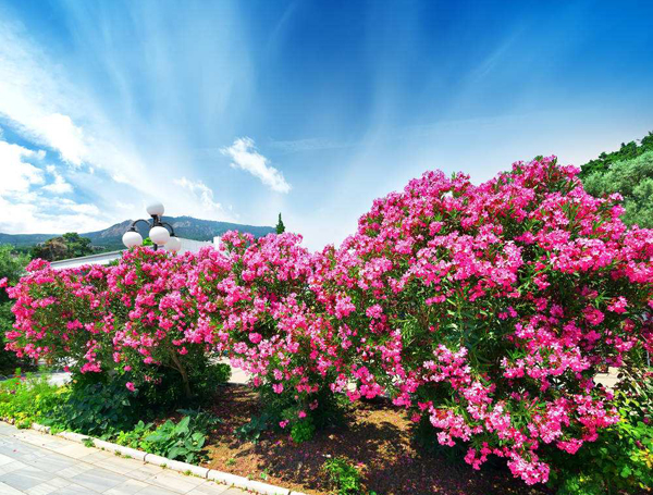 夹竹桃的花语是什么？夹竹桃的寓意和象征