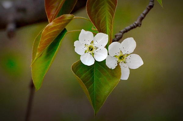 梨花的花语是什么?梨花的寓意和象征 梨花的花语是什么?梨花的寓意和象征