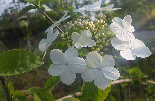 琼花的花语是什么?琼花的寓意和象征 琼花的花语是什么?琼花的寓意和象征