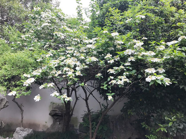 琼花的花语是什么?琼花的寓意和象征 琼花的花语是什么?琼花的寓意和象征