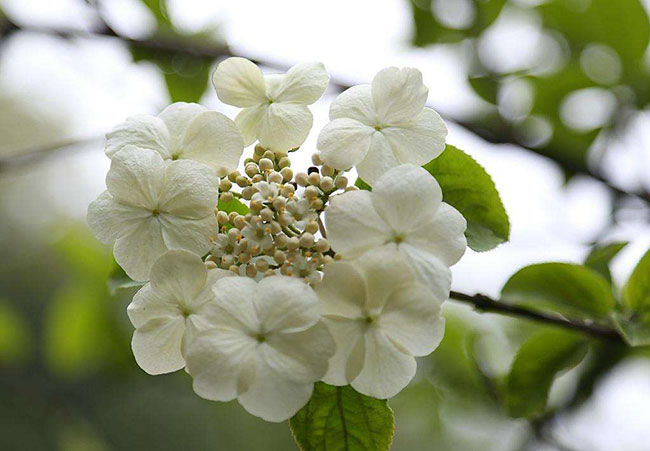 琼花的花语是什么?琼花的寓意和象征 琼花的花语是什么?琼花的寓意和象征