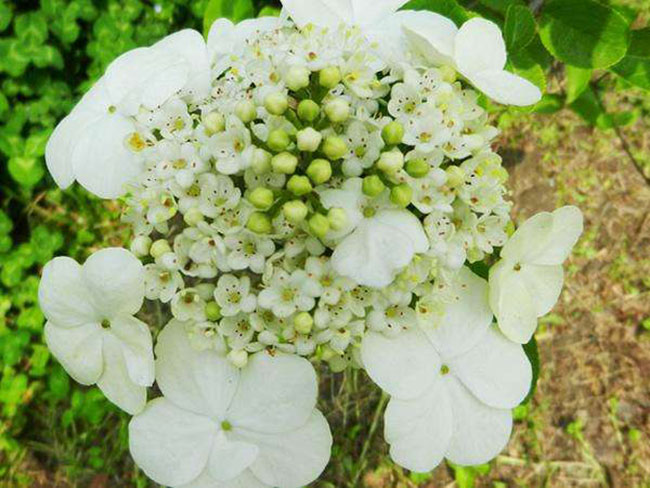 琼花的花语是什么?琼花的寓意和象征 琼花的花语是什么?琼花的寓意和象征