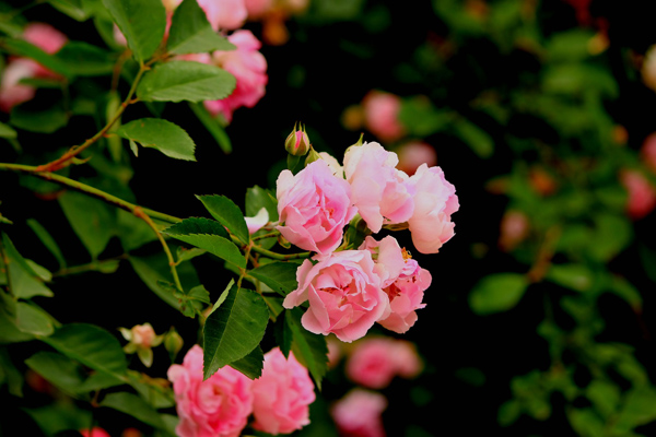 蔷薇花