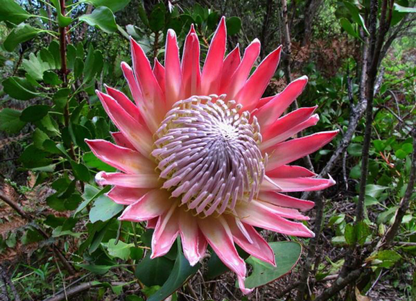 帝王花的花语是什么？帝王花的寓意和象征