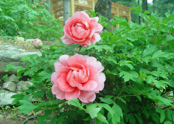 牡丹的花语是什么?牡丹的寓意和象征 牡丹的花语是什么?牡丹的寓意和象征