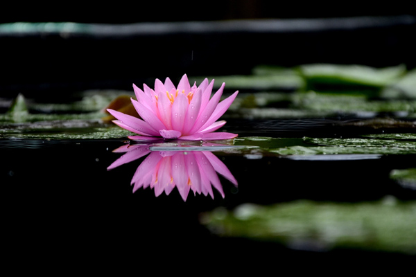 睡莲的花语是什么?睡莲的寓意和象征 睡莲的花语是什么?睡莲的寓意和象征