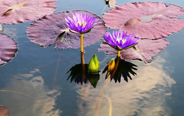 睡莲的花语是什么?睡莲的寓意和象征 睡莲的花语是什么?睡莲的寓意和象征