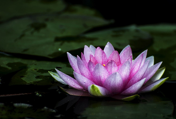 睡莲的花语是什么?睡莲的寓意和象征 睡莲的花语是什么?睡莲的寓意和象征