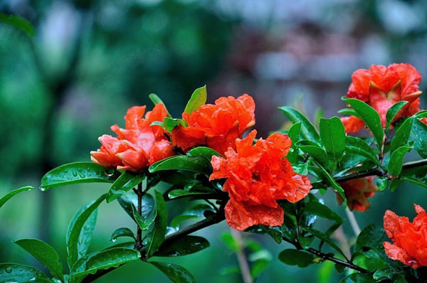 石榴花的花语是什么？石榴花的寓意和象征