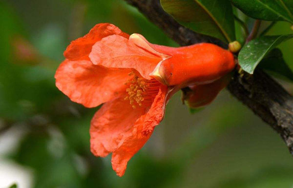 石榴花的花语是什么？石榴花的寓意和象征