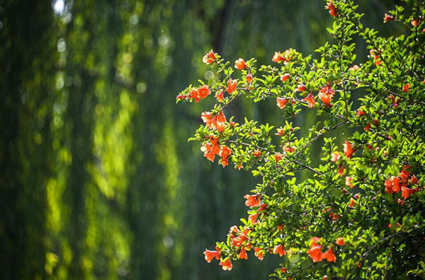 石榴花的花语是什么？石榴花的寓意和象征