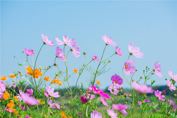 格桑花的花语是什么?格桑花的寓意和象征 格桑花的花语是什么?格桑花的寓意和象征