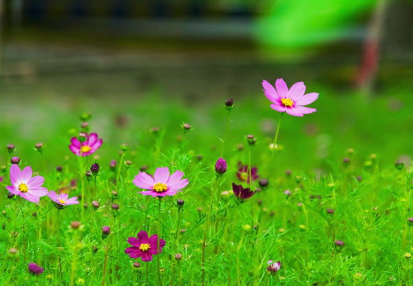 格桑花的花语是什么?格桑花的寓意和象征 格桑花的花语是什么?格桑花的寓意和象征