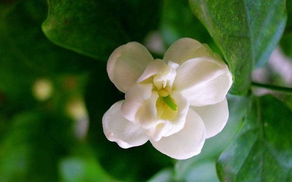 茉莉花的花语是什么?茉莉花的寓意和象征 茉莉花的花语是什么?茉莉花的寓意和象征