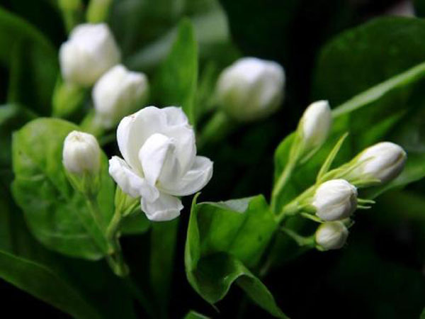 茉莉花的花语是什么?茉莉花的寓意和象征 茉莉花的花语是什么?茉莉花的寓意和象征