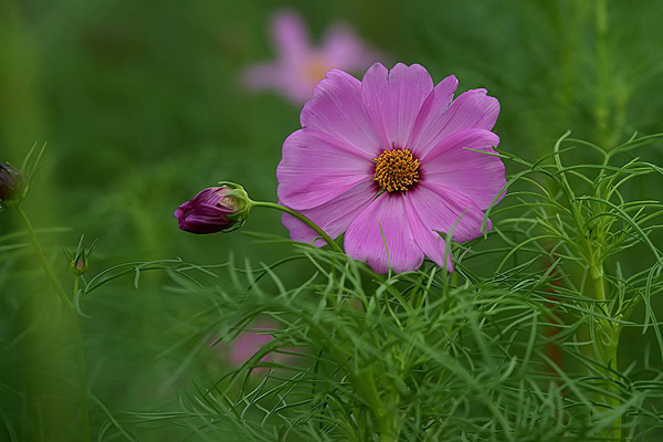 波斯菊 波斯菊