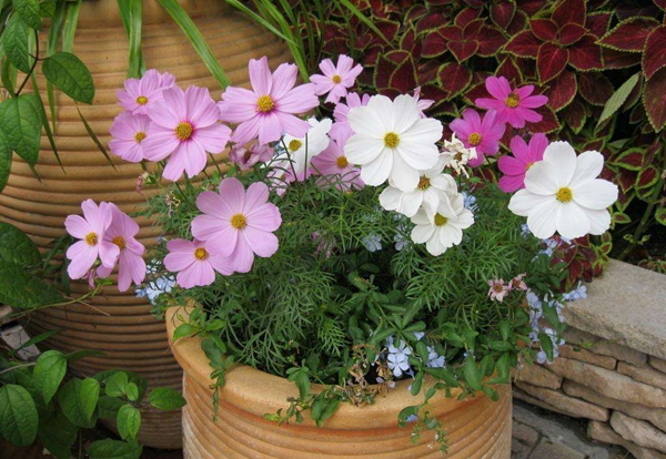 波斯菊 波斯菊