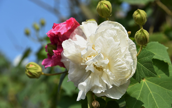 芙蓉的花语是什么？芙蓉的寓意和象征