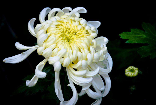 菊花的花语是什么?菊花的寓意和象征 菊花的花语是什么?菊花的寓意和象征