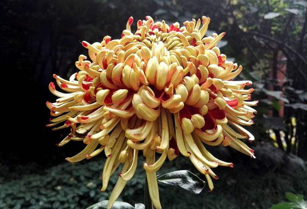 菊花的花语是什么?菊花的寓意和象征 菊花的花语是什么?菊花的寓意和象征