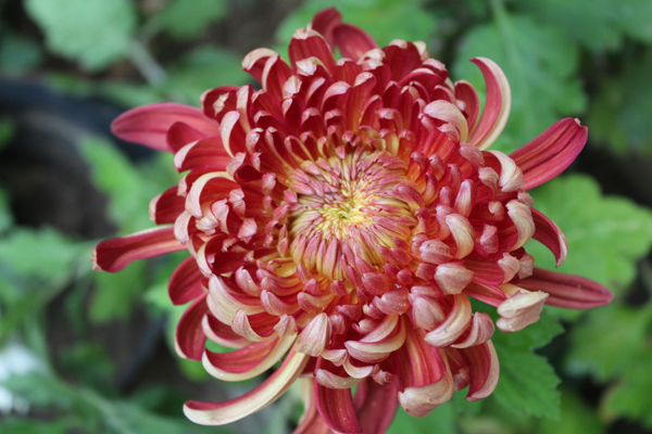 菊花的花语是什么?菊花的寓意和象征 菊花的花语是什么?菊花的寓意和象征