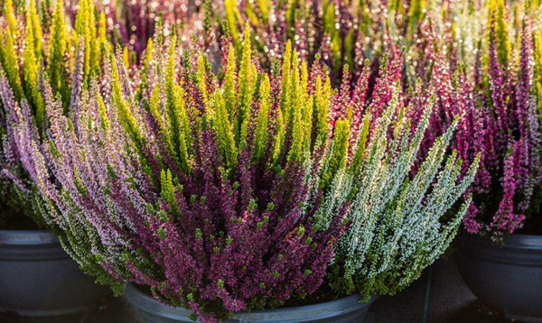 欧石楠的花语是什么?欧石楠的寓意和象征 欧石楠的花语是什么?欧石楠的寓意和象征