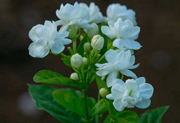 茉莉的花语是什么？茉莉的寓意和象征