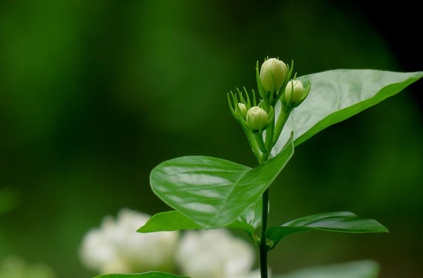 茉莉的花语是什么？茉莉的寓意和象征
