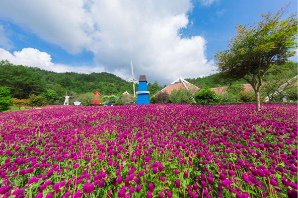千日红的花语是什么？千日红的寓意和象征