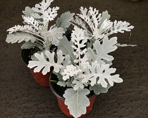 银叶菊的花语是什么?银叶菊的寓意和象征 银叶菊的花语是什么?银叶菊的寓意和象征
