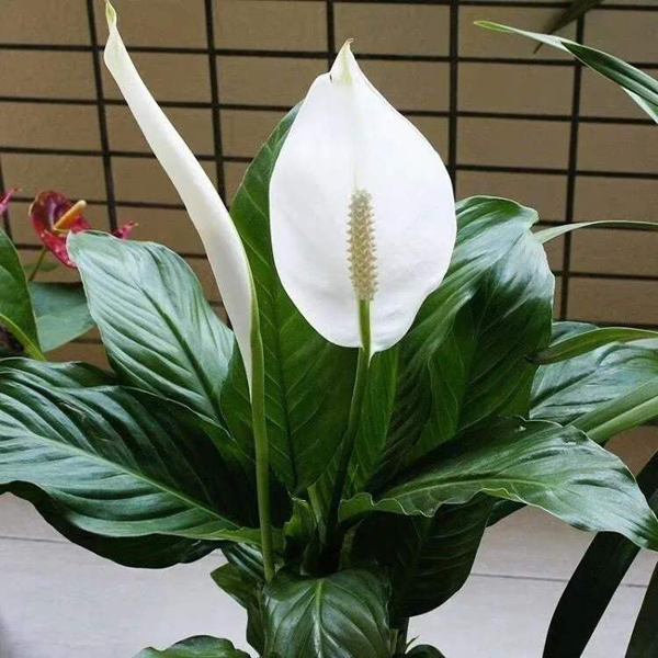 白掌的花语是什么?白掌的寓意和象征 白掌的花语是什么?白掌的寓意和象征