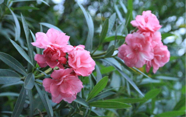 夹竹桃的花语是什么？夹竹桃的寓意和象征