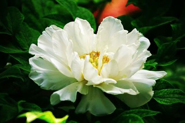 白牡丹的花语是什么?白牡丹的寓意和象征 白牡丹的花语是什么?白牡丹的寓意和象征