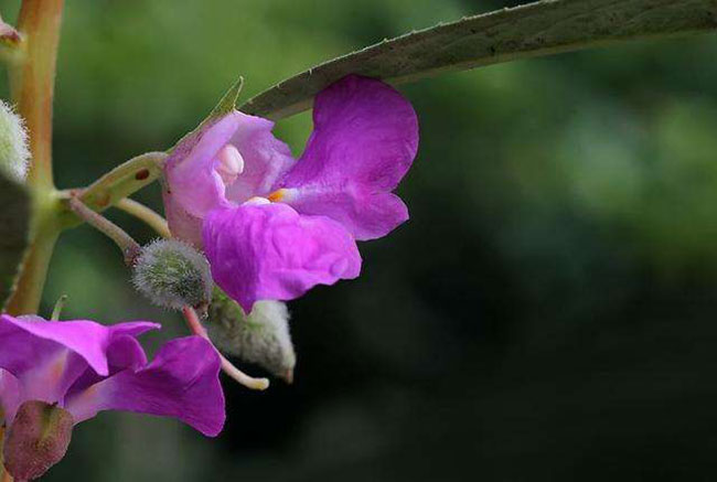 凤仙花的花语是什么?凤仙花的寓意和象征 凤仙花的花语是什么?凤仙花的寓意和象征