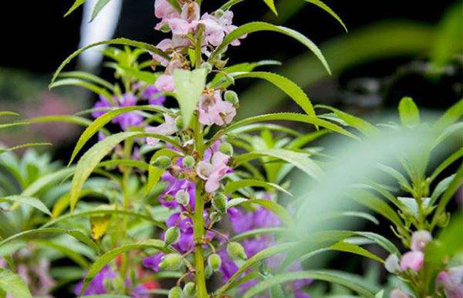凤仙花的花语是什么?凤仙花的寓意和象征 凤仙花的花语是什么?凤仙花的寓意和象征