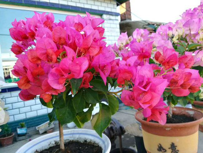 三角梅的花语是什么?三角梅的寓意和象征 三角梅的花语是什么?三角梅的寓意和象征
