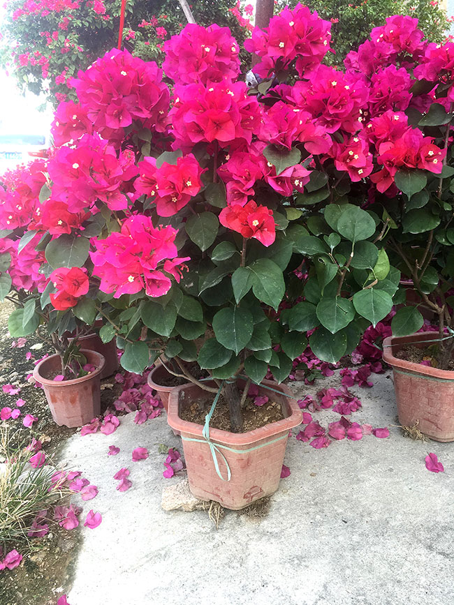 三角梅的花语是什么?三角梅的寓意和象征 三角梅的花语是什么?三角梅的寓意和象征