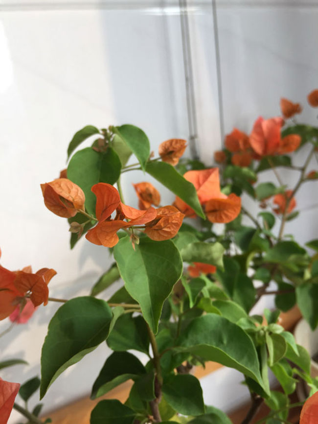 三角梅的花语是什么?三角梅的寓意和象征 三角梅的花语是什么?三角梅的寓意和象征