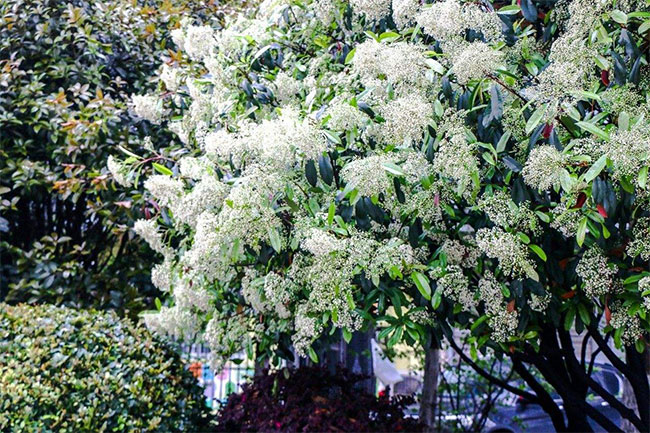 石楠的花语是什么?石楠的寓意和象征