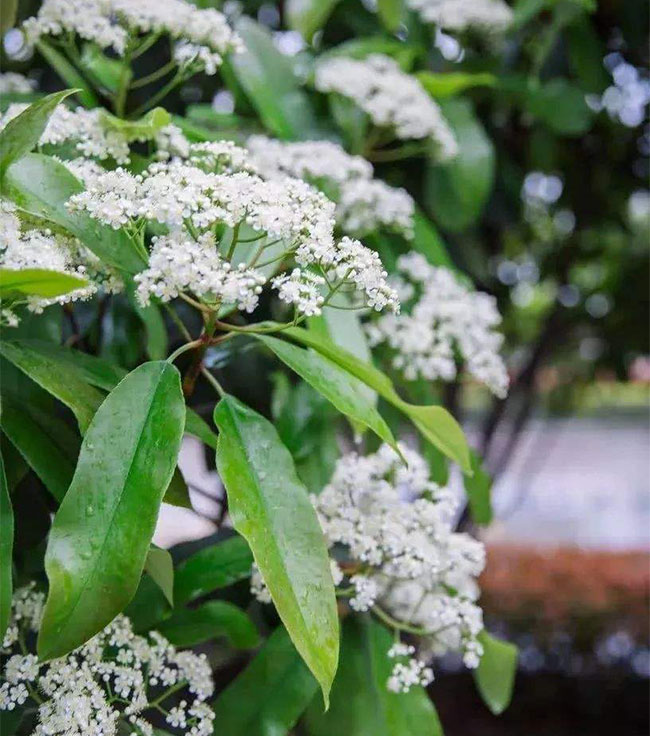 石楠的花语是什么?石楠的寓意和象征