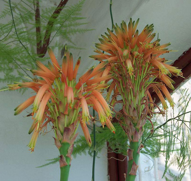 芦荟的花语是什么?芦荟的寓意和象征 芦荟的花语是什么?芦荟的寓意和象征