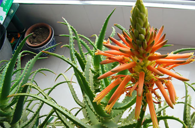芦荟的花语是什么?芦荟的寓意和象征 芦荟的花语是什么?芦荟的寓意和象征