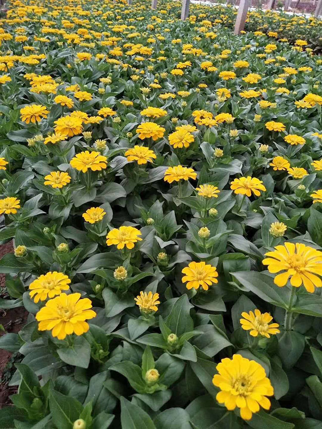 百日草的花语是什么?百日草的寓意和象征
