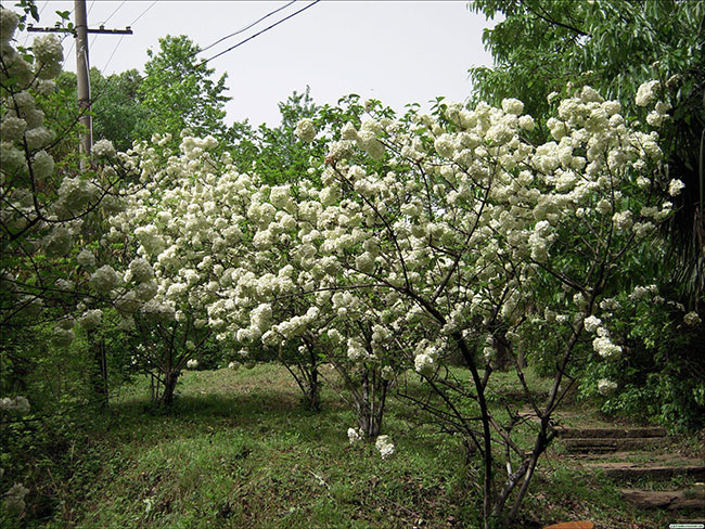 木绣球的花语是什么?木绣球的寓意和象征 木绣球的花语是什么?木绣球的寓意和象征