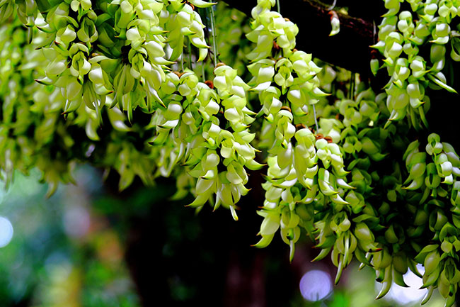禾雀花的花语是什么?禾雀花的寓意和象征