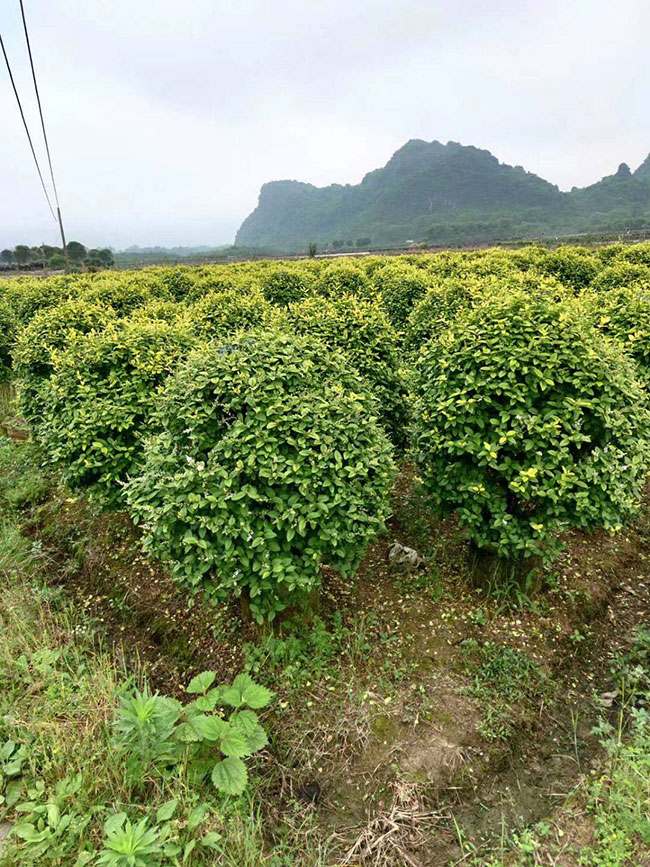 金叶女贞花期是什么时候?金叶女贞作用及功效?