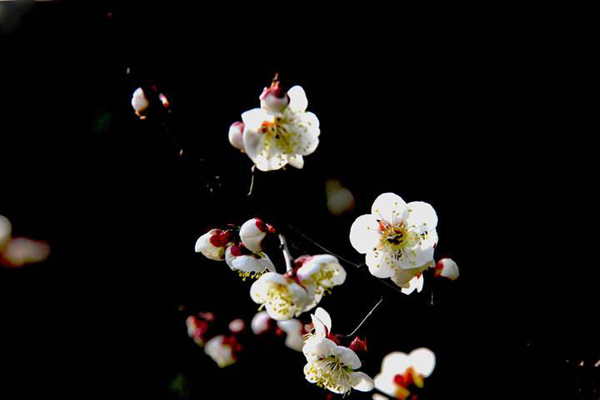 梅花 梅花